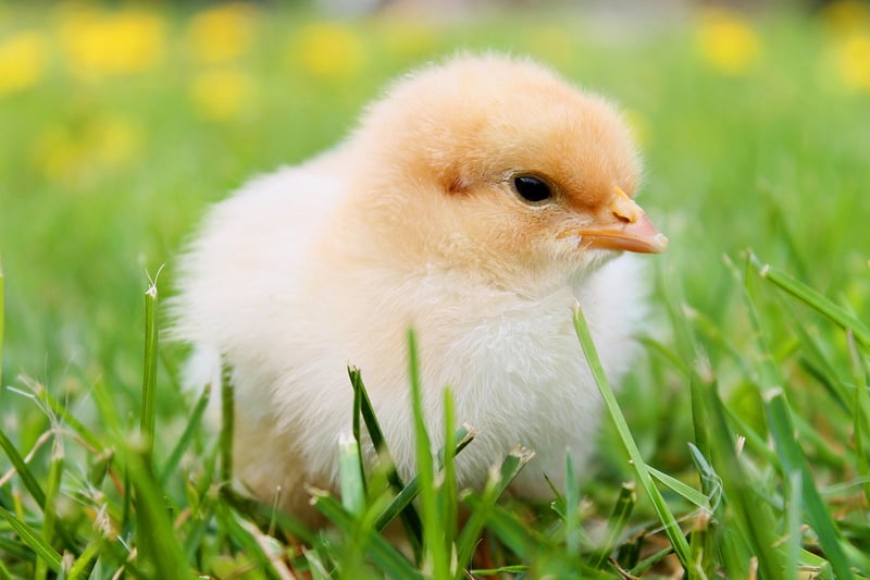 Honey Chicken